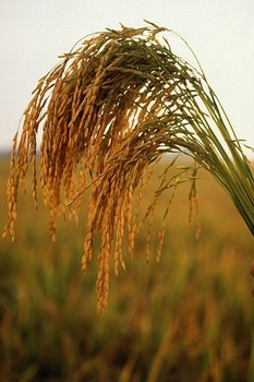 399px-US_long_grain_rice.jpg